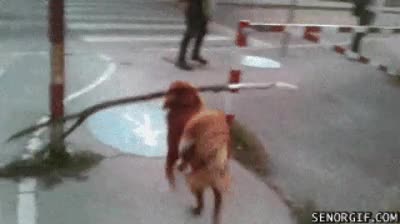 perro,valla,chocar,rama,palo,larga,fail