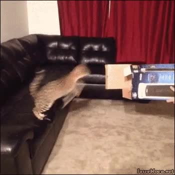 saltar,sofa,calcular,en el aire,fail,entrar,caja,ninja,gatos