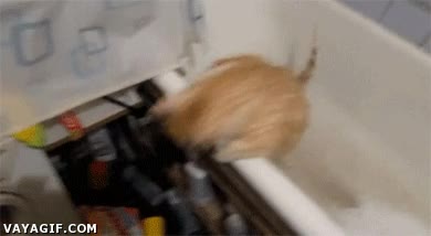 el agua pesa,gordo,saltar,saltos,ba&ntilde;era,gato,no poder salir