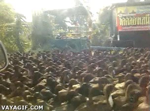 La operación salida de verano ya ha empezado en patolandia coche,camino,cantidad,pato,esperar,invasión,oleada