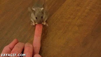 rata,rat&oacute;n,anillo,aro,dedo,oro,pedida de mano,matrimonio,gigante,muy alta