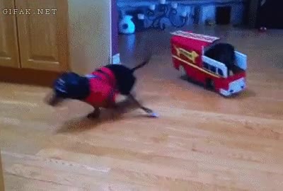 camion de bomberos,perros,uniforme,incendio,sarten,fuego