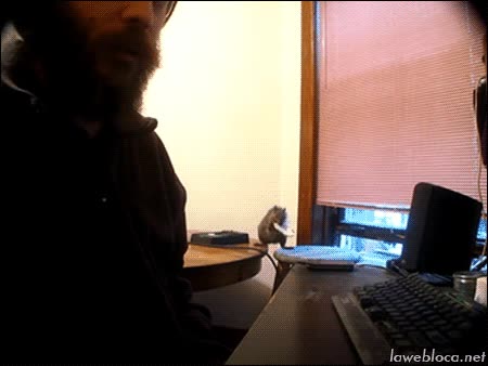 ardilla,colarse,robar,comida,ladrona,muy h&aacute;bil,ventana