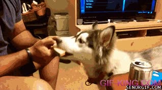 sandia,ansia,comer,husky,melon,perro