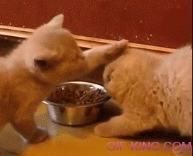 toques,comer,gatitos,gatos,pienso,golpecitos