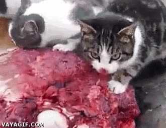 felino,mirada,amenaza,sangre,carne,comida,gato,comer