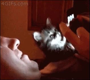 angry birds,m&oacute;vil,jugar,gato,smarthphone,gatito