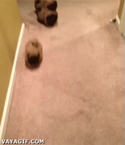 cachorros,perros,patatas,bolitas,monisimos