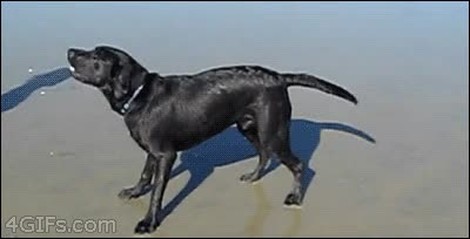 ¡Vaya GIF! / Este perro ha tragado mucha agua en la playa o está ...