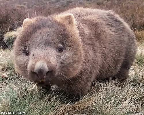 wombat,masticar,masticando,rumiar,recien levantado,resaca