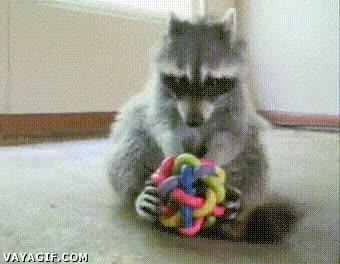 mapache,jugar,puzzle,cubo de rubik,juguete