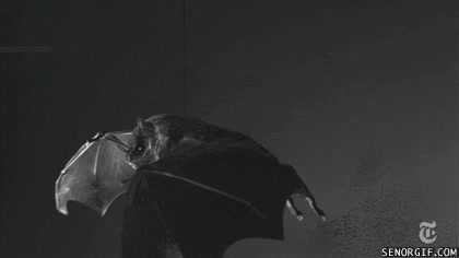 batman aprueba este gif,murcielago,murciegalo,volar,alas,camara lenta,slow motion