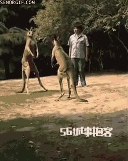 canguros,pelea,boxeadores,luchar,australia,parque