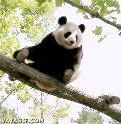 bostezar,bostezos,lunes por la ma&ntilde;ana,tradici&oacute;n,oso panda,arbol