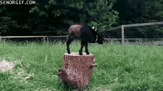 cabras,cabritillas,chotas,tronco,toc&oacute;n,arbol