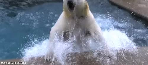 competici&oacute;n,un poco m&aacute;s y no lo cuento,juegos infantiles,oso,piscina,necesito aire