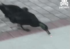 patos,luz,laser,perseguir,punto rojo