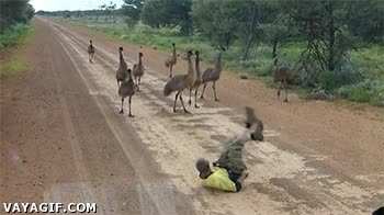 emus,curiosidad,atraer,piernas arriba,huir,escapar