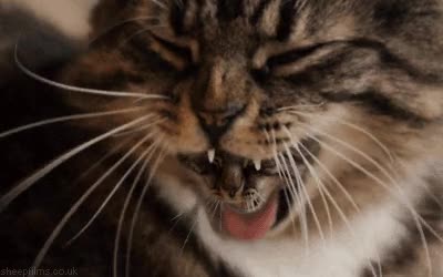 bucle infinito,bostezo,felino,gato,bostezar
