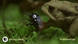 comer,rana,comida,escarabajo,lengua,bicho,insecto
