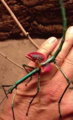 pokémon,Alien,Miedo,Insecto rarísimo,raro,bicho