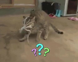 pulpo,gato,susto,atacar