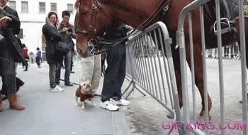 flipar,bulldog frances,perro,caballo,valla,conocer,ver