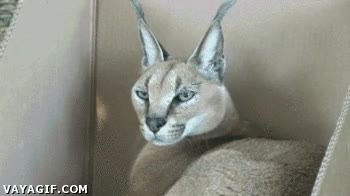 dentro,gato,caja de cart&oacute;n,lince,rusty