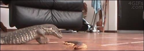 lagarto,reptil,insecto,escolopendra,morder,pelea