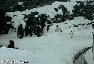 pinguino,alegr&iacute;a,hielo,fr&iacute;o,felicidad,saltar,cr&iacute;a