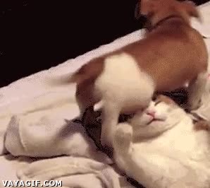 gato,perro,can,sentarse,felino,encima,cara,cachorro