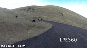 cruzar,vaca,moto,carretera,accidente,atropellar