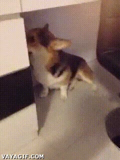 mordisco,perro,mejor amigo del hombre,culpable,zapatilla,disimular,culpabilidad