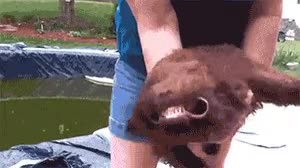 fútbol,Luis Suárez,mordisco,perro,tramposo,marrullero,Uruguay