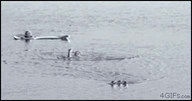 karma,merecido,hijos,crias,defender,mama pato,patos