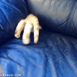 escondite,sillón,gato,meterse dentro,introducirse