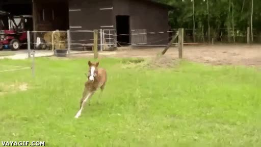 caballo,potro,correr,galopar,chocar,placaje,fail,torpe