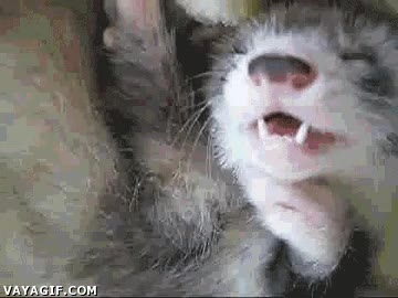 movimientos,sue&ntilde;o,so&ntilde;ar,pesadilla,nutria