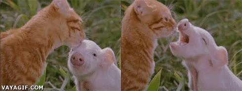 gato,cerdo,cerdito,lechon,dejarse,hacer la cobra,apartarse