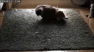 patinar,punto rojo,puntero,laser,gato,moverse,resbalar