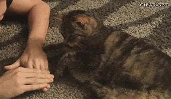 morder,enfadarse,poner,encima,pata,mano,gato