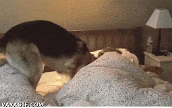 despertar,pastor aleman,perro,levantar