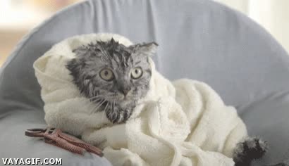 ba&ntilde;ar,ba&ntilde;o,mojado,toalla,sumiso,gato