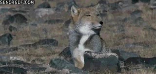 zorro,coyote,escuchar,nombre