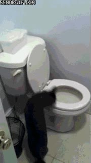 gasta agua,tirar de la cadena,retrete,lavabo,gato,factura