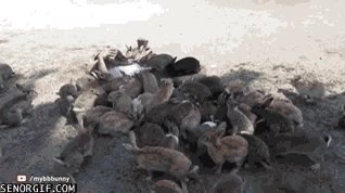 conejs,ejercito,dar de comer,tapar por completo