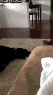 sigue adelante,pelear,gato,gatito,perro,ignorar,hermano pequeño,no eres rival