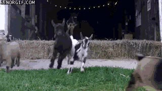 ejercito,saltar,chotas,cabritas,cabras