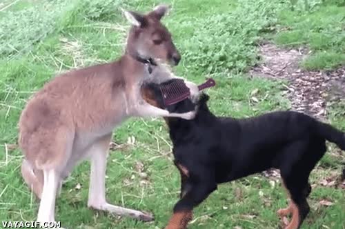canguro,perro,peinar,peine,cada mañana