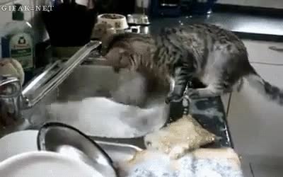 gato,limpiar,platos,agua,amigos,fregadero